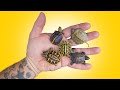 So Many Baby Turtles Are Hatching At Garden State Tortoise