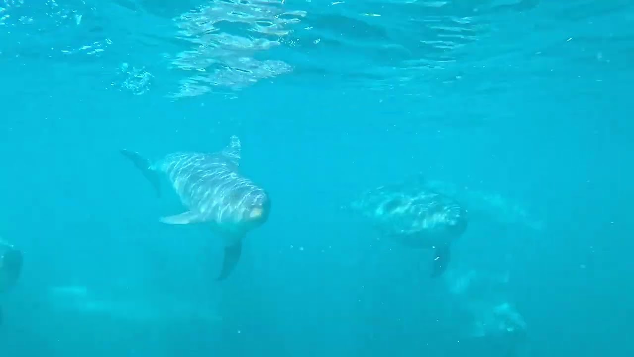 Embark on magical dolphin spotting cruise from Faro.