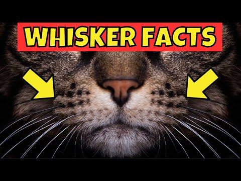 13 Amazing Facts About Cat Whiskers