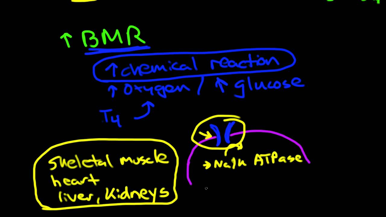 Thyroid physiology and pathophysiology - YouTube