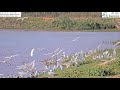 Cattle Egret And Spur Winged Plover Resting In The Hula Nature Reserve Cam1 15 9 21