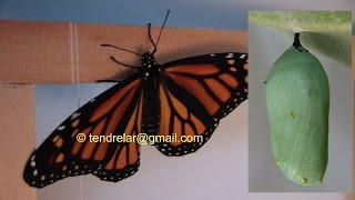 Naissance d'un papillon en HD... et en temps réel.