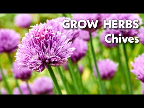 Chives for Beginners | Grow This Versatile Herb Indoors or Outdoors
