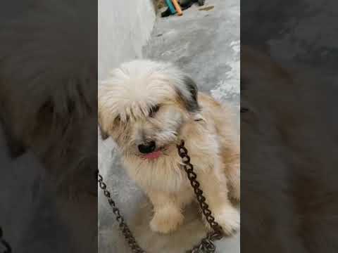 #shitzupuppies #dogbreed #puppy #cute #dog #dogs #dogshorts #youtubeshorts