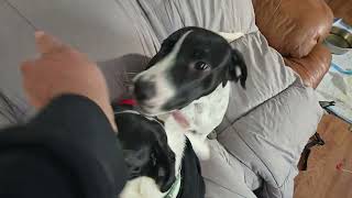 Video preview image #1 Great Dane-Unknown Mix Puppy For Sale in NYC, NY, USA