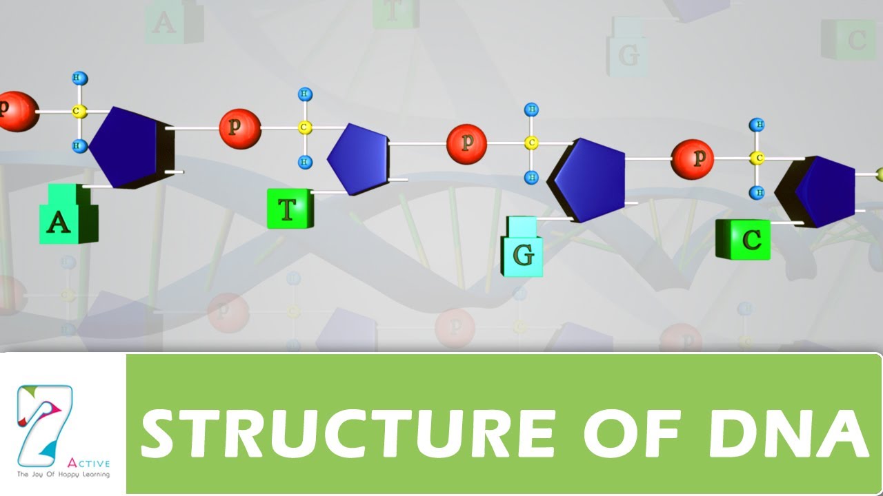 STRUCTURE OF DNA - YouTube