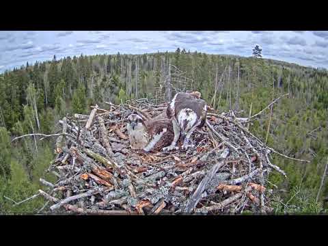 Ivo replaces Iiris (kalakotkas2)