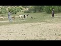 Top 5 Nany Goat With Female Goat In Desert Area Goat Breeder Goatfarming
