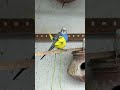 Budgies Breeding Progress 2025 Birds Lovebirds Parrot Budgies Birdsounds Shorts Birdbreeding