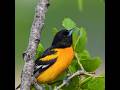 Beautiful Baltimore Oriole