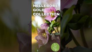 Gold Collection® Helleborus - Perfect for Spring! #hellebore