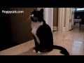 Tuxedo Cat Boots Tries Nature S Logic Chicken Dinner Fare Canned Cat Food ねこ ラグドール Flo