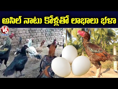 అసిల్ కోళ్లతో లాభాలు : Farmer Earns High Profits From Asil Hens | V6 News