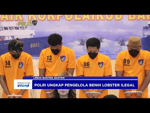 POLRI UNGKAP PENGELOLA BENIH LOBSTER ILEGAL