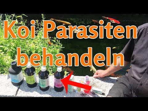 Der krumme Nagel die Behandlung Die Nägel auf den Beinen slojatsja es nicht gribok
