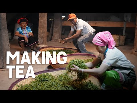 China's OLDEST Tea Farm - Traditional Chinese Tea Production (Best Puer Tea) | EP29, S2