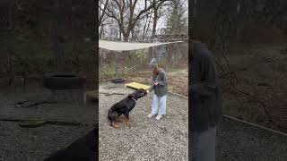 Video preview image #1 Rottweiler Puppy For Sale in Hillsboro, NH, USA