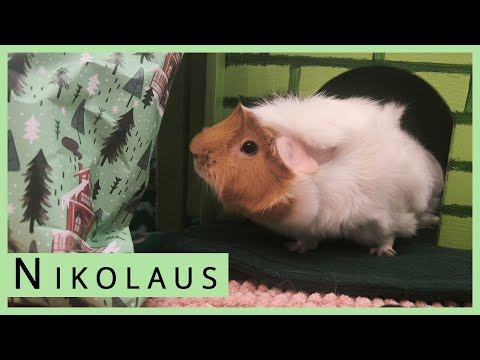 Happy Easter! Things are getting slippery with the guinea pig advent calendar!