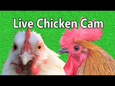 Live Hen Cam with Chickens in the Netherlands [Feed! the Hens and Rooster] [Ayam Cemani]