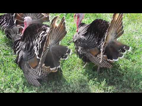 Curcanii din Jibert,jud.Brasov,2.07.2017