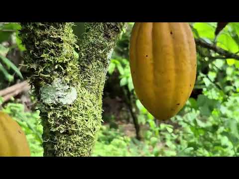 Fazenda em Igrapiúna - BA