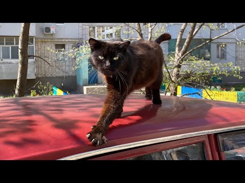 Black cat sitting on the car and i fed him