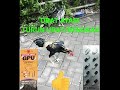 Tutorial OBATI AYAM TURUN URAT