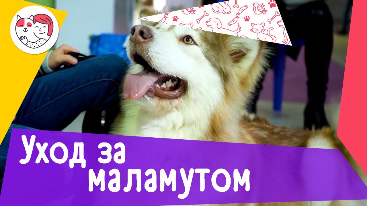 Маламут уход