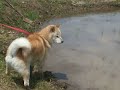 Hokkaido - Hokkaido Dog (Daitinokai)