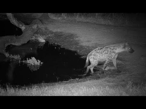 Djuma: Hyena getting quick drink - 20:50 - 06/26/19