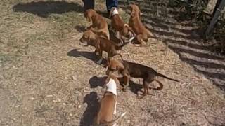 Videos T Puppies 6