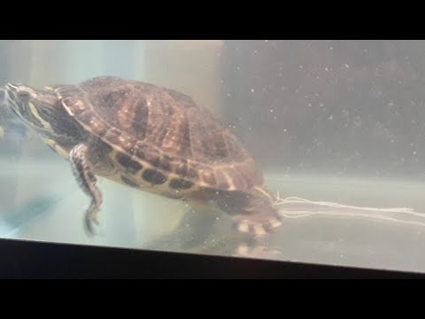 Turtle Has Tapeworms