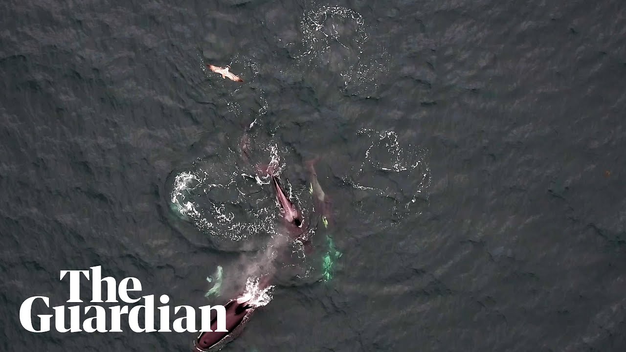 Killer Whales Listen to Dolphins: New Research Off British Columbia Coast Reveals Acoustic Cooperation