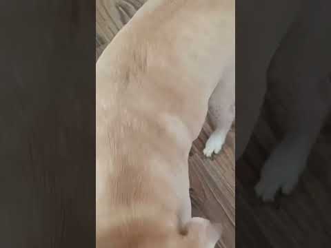 GRANDLE & KONG waiting for food