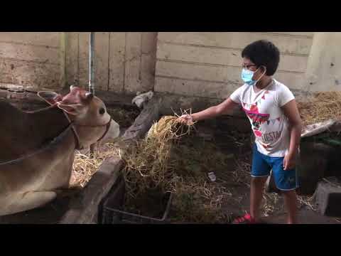 Wafiya feeding cow