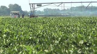 preview picture of video 'Fort Valley State University Agriculture Field Day'