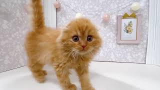 スコティッシュフォールドの動画01