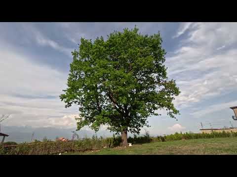 ნიაზ დიასამიძე - ნიავი ცივის / Niaz Diasamidze - Niavi Tsivis