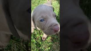 Video preview image #2 Weimaraner Puppy For Sale in LANSING, NC, USA