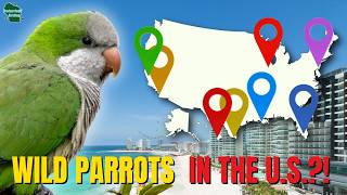 Why Wild Parrots Are Taking Over American Cities (5 Things You Need to Know)