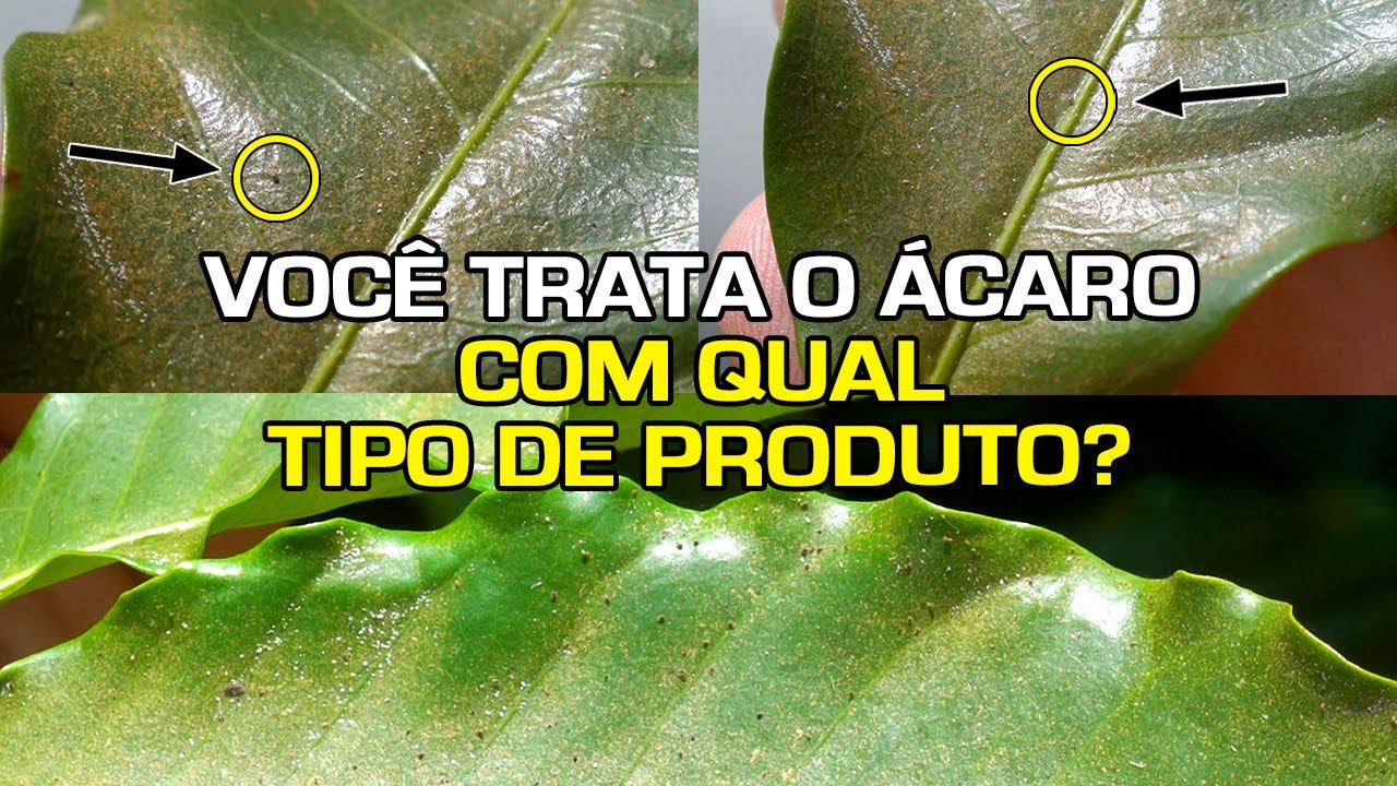 Os Ácaros Podem Atingir desde um Pequeno Local até a Lavoura Inteira | No Pé do Café