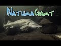 Tauchen in NaturaGart | Höhlentauchen und Riesen-Störe