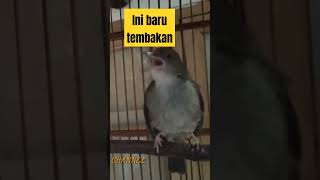 Download lagu MERBAH BELUKAR KELUARIN TEMBAKAN mp3 Download lagu MERBAH BELUKAR KELUARIN TEMBAKAN mp3