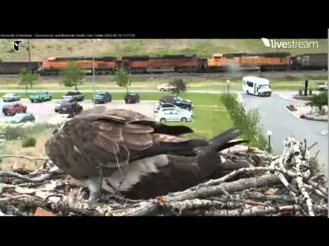 HELLGATE OSPREY CAM STANLEY FEEDING IRIS TO KEEP HER FROM YELLING 6/18/2014