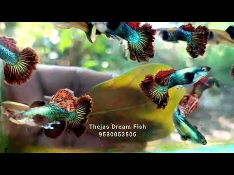 Dark Night dragon  Couli Dorcel