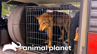 Mariah Rescues a Wolfdog! | Pitbulls and Parolees | Animal Planet by Animal Planet