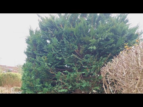 Scheinzypresse schneiden