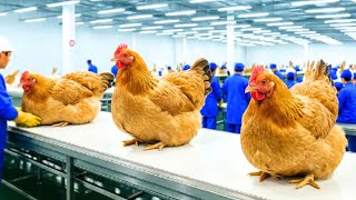 Download lagu Di Dalam Pabrik Ayam Ga Ri Terbesar di Dunia (Telur, Peternakan, Daging) mp3