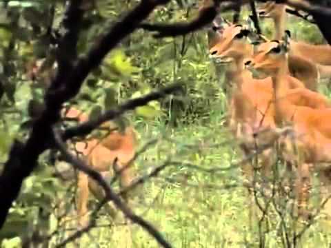 A LEOPARD STORY 5of 5 (1995)