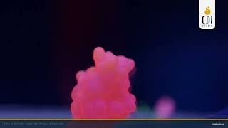 How Galactose Gets Added to a Protein | UDP-Galactose Transfer Mechanism | 3D Medical Animation